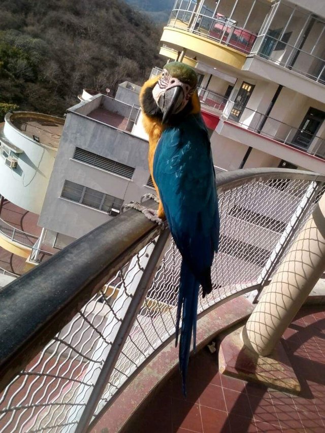 Guacamaya Azul..jpg