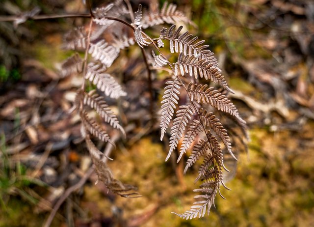 _DSC2821-HDR-Edit.JPG