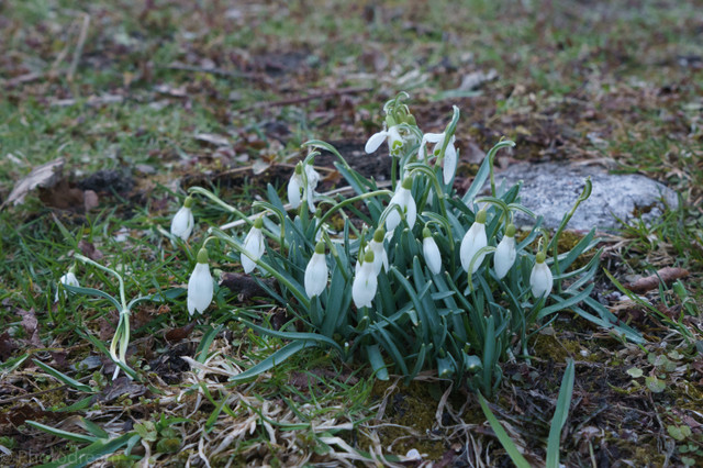 20180324-DSC01802.jpg