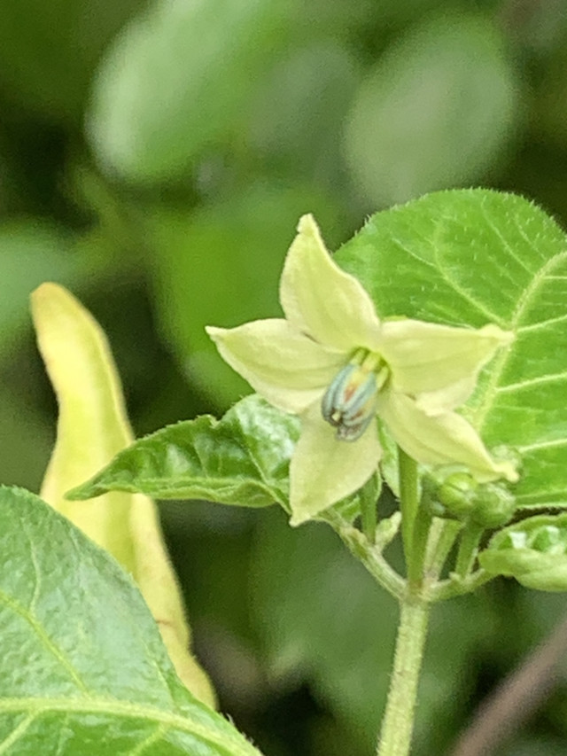 chilli flowers7.jpg