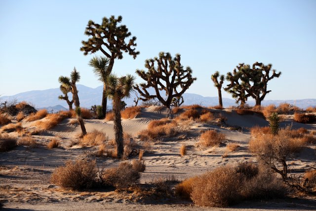 real desert 2.jpg