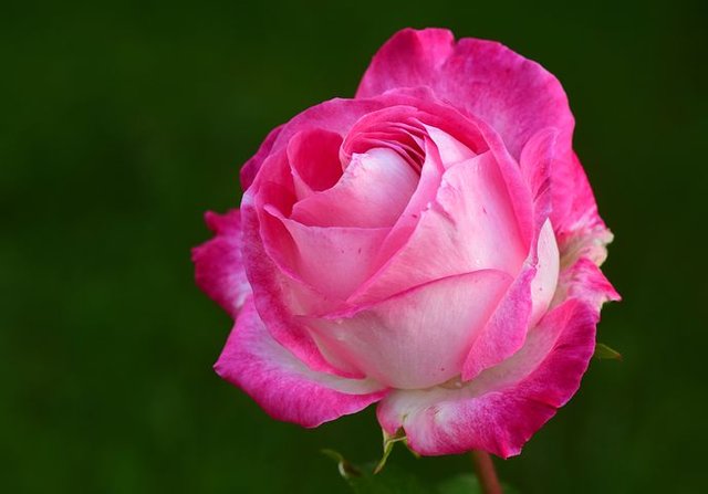 rose-2892821__480.jpg