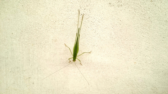 insect-by-lawozee.JPG