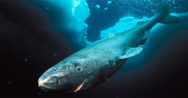 Greenland_shark-2.jpg
