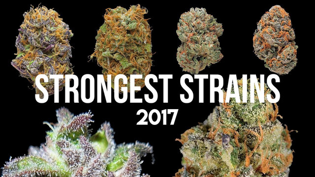 2017 strains .jpg