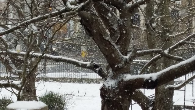 trees in snow.jpg
