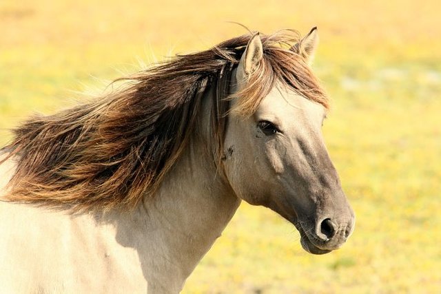 horse-197199__480.jpg