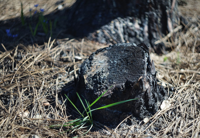 tree burned 2.jpg
