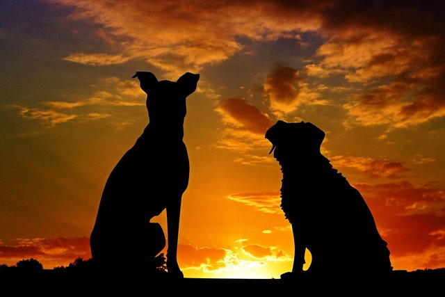 dogs-2222801_1280.jpg