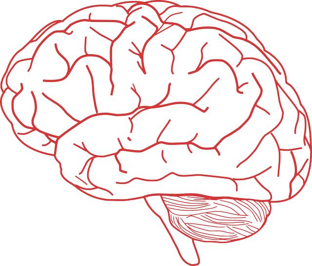 brain-155655_1280.png