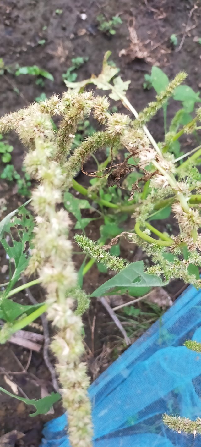 IMG20200518174853.jpg