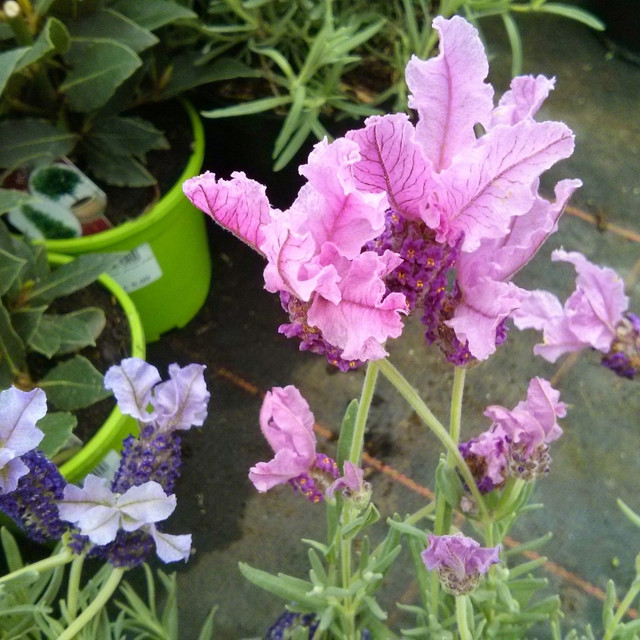 french lavender.JPG