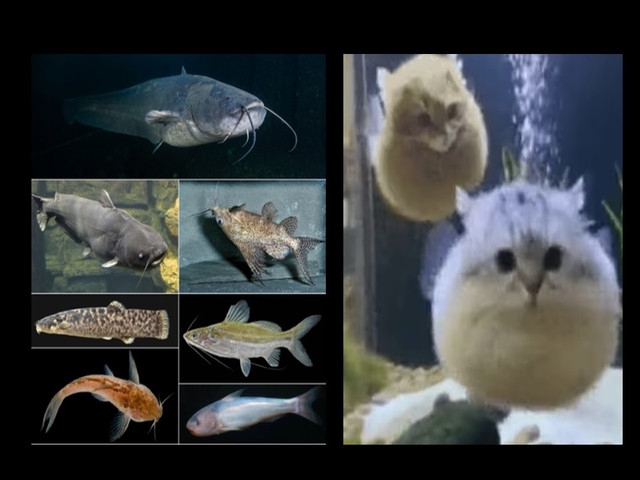 Peces gato XD.jpg