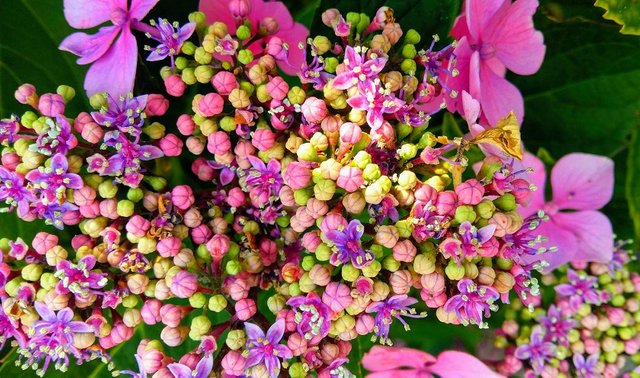 hydrangea-EFFECTS.jpg
