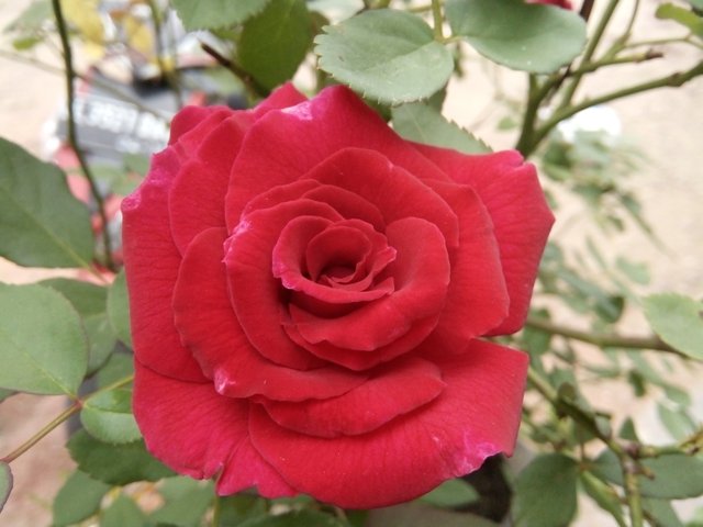IMG20180607151248.jpg