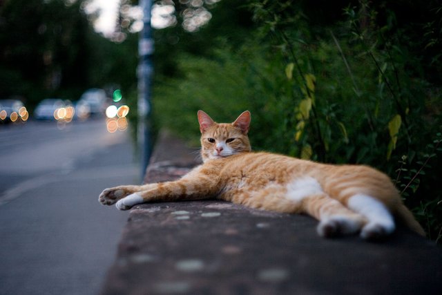 random red cat on wall noticing fraenk on a wednesday for caturday by fraenk