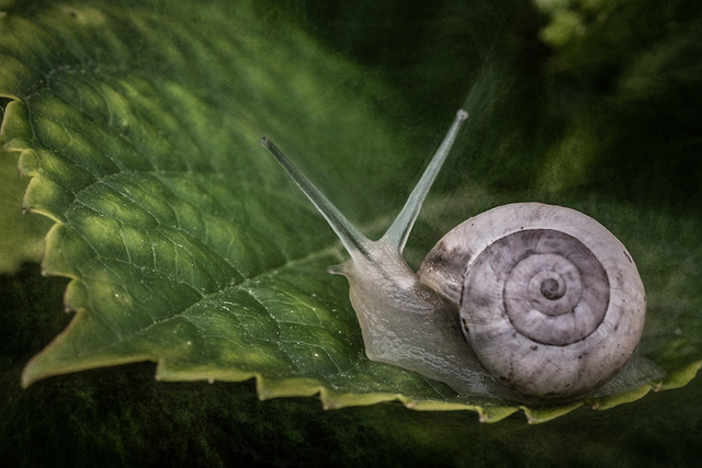 DSC_6680-DV2-2-ST.png