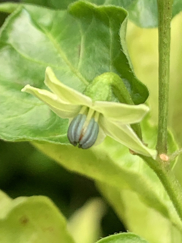 chilli flowers8.jpg
