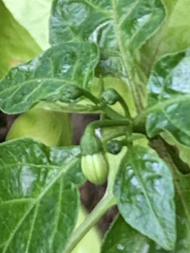 chilli flowers6.jpg