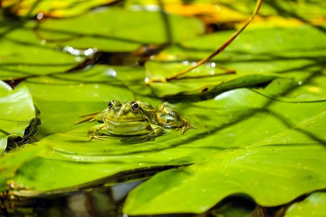 frog-1893225__480.jpg