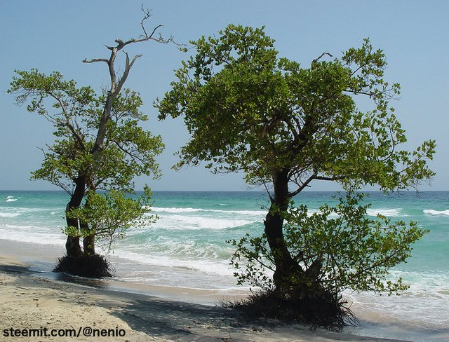 salted-water-tree.jpg