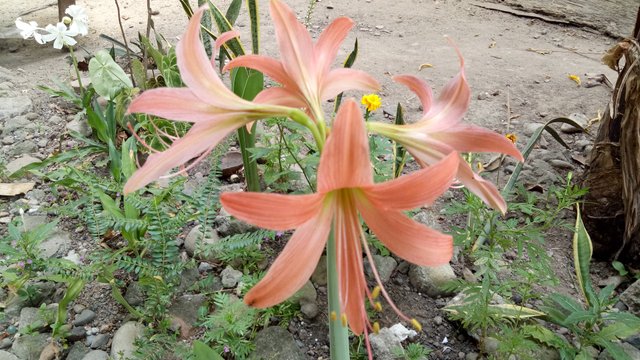 IMG20200402140935.jpg
