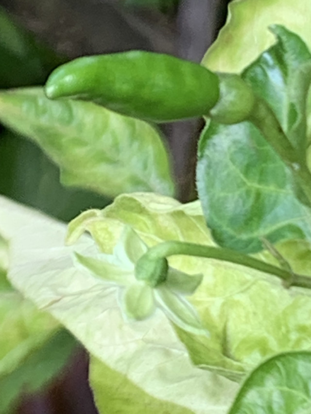 chilli flowers5.jpg