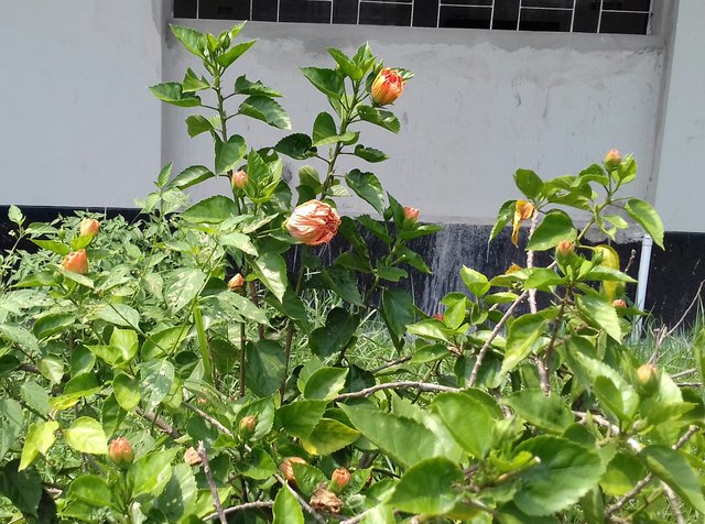 20180530_133501-1.jpg