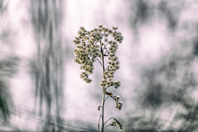 DSC_1049-DUO-2-ST.png