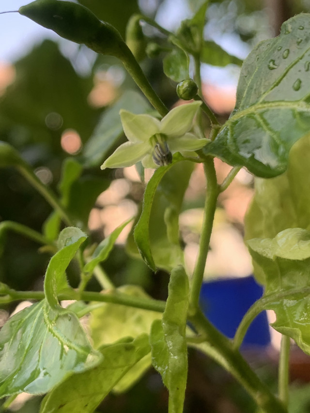 chilli flowers9.jpg
