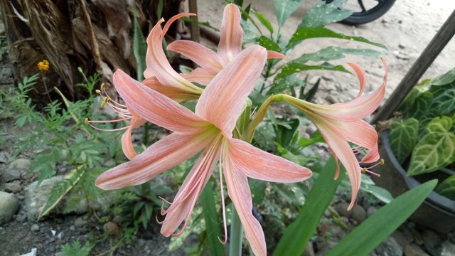 IMG20200402140950.jpg