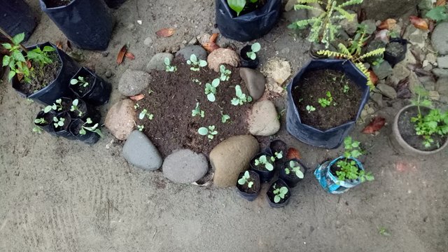 IMG20180522063354.jpg