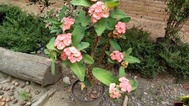 IMG20200402141649.jpg