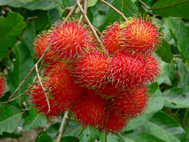 Unpeeled-Rambutan.jpg