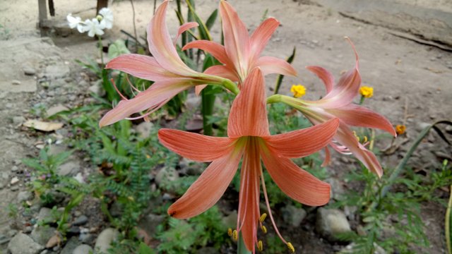 IMG20200402140941.jpg