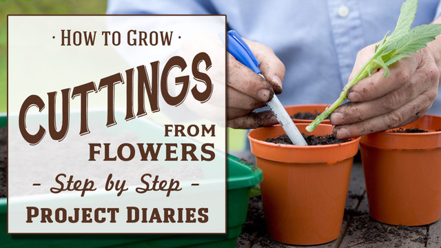 How to: Grow Cuttings from Flowers (A Complete Step by Step Dahlia ...
