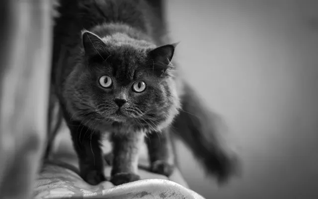 cat-2191243_1280.webp