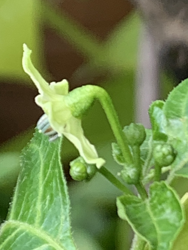 chilli flowers3.jpg