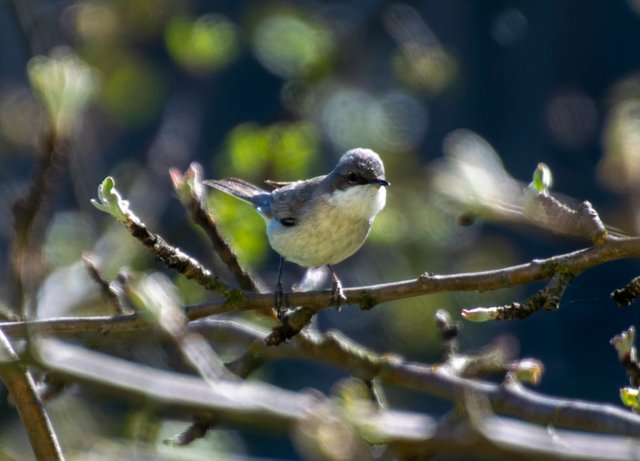 bird 20240528_2.jpg