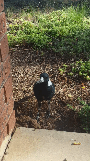 20180226_092013_1.gif