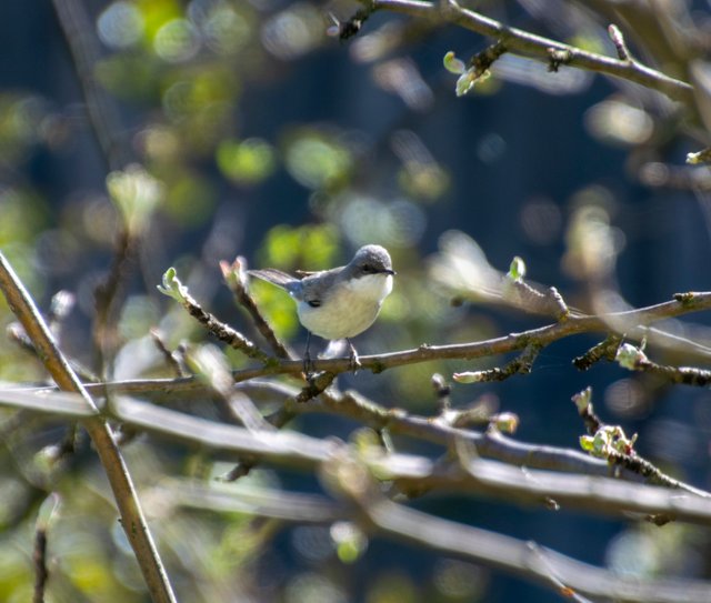bird 20240528_1.jpg