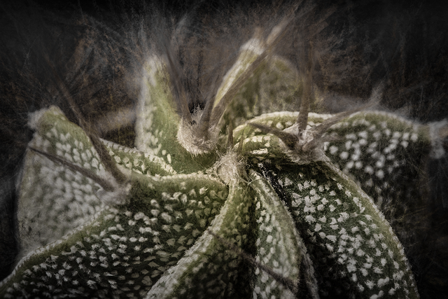 DSC_4859-CHi-2-ST.png