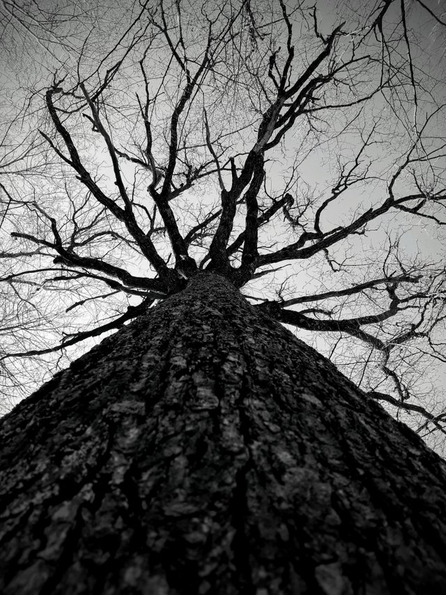 20190331_154408bw.jpg