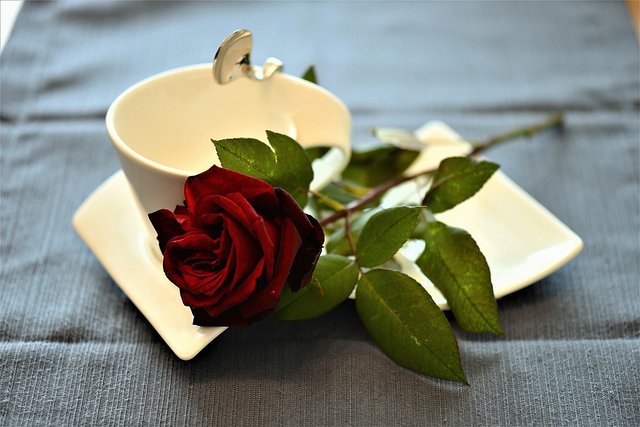 rose-2796228_1280.jpg