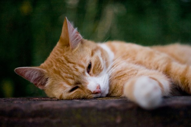 random red cat sleeping on a wednesday for caturday by fraenk