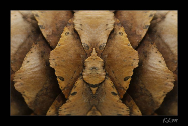 Refelctive Pine.jpg