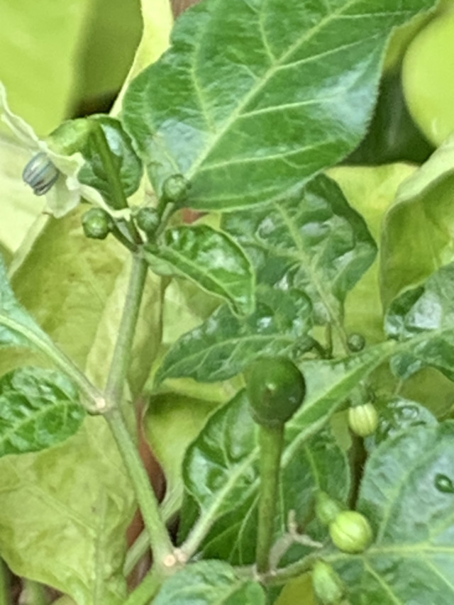 chilli flowers1.jpg