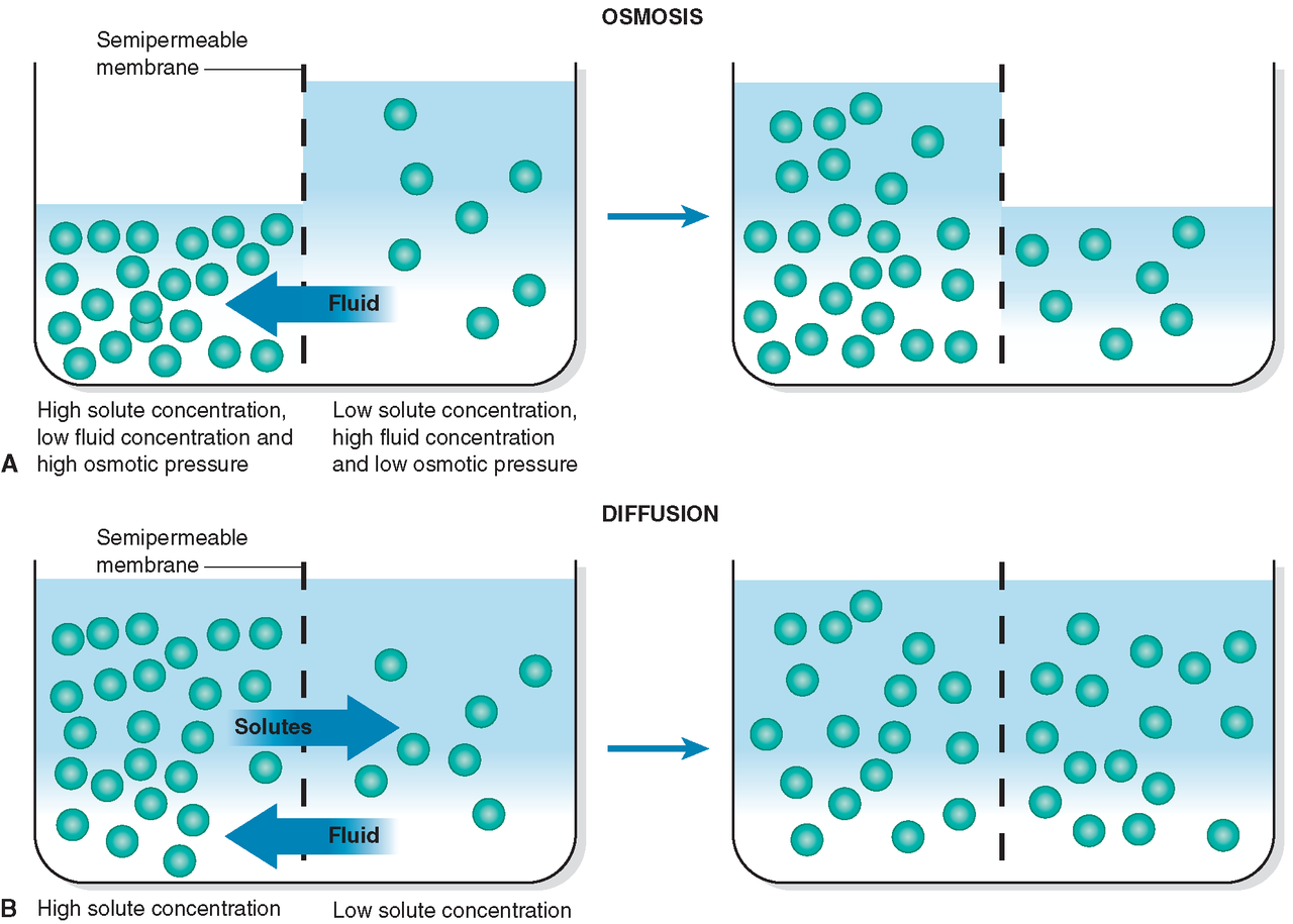Осмос это простым языком. Осмос и диффузия схема. Осмос схема биология. Обратный осмос биология.