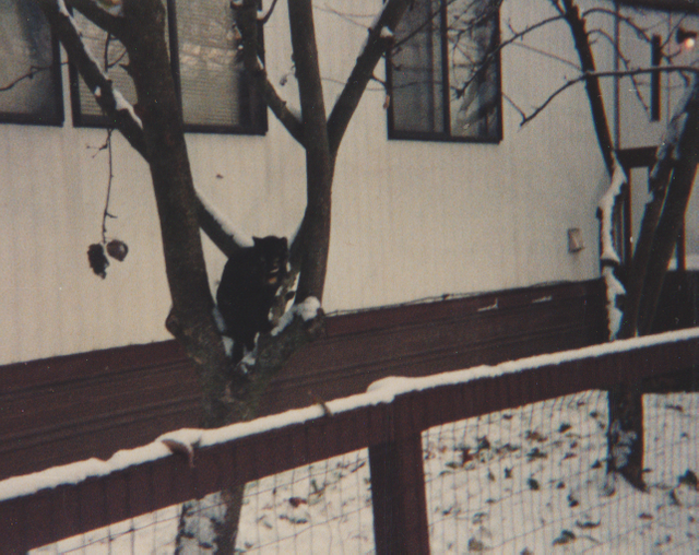 2019-02-18 - Monday - Snow Day 1992-12 & 1990 & maybe 2000 - 12pics & 2copies-05.png