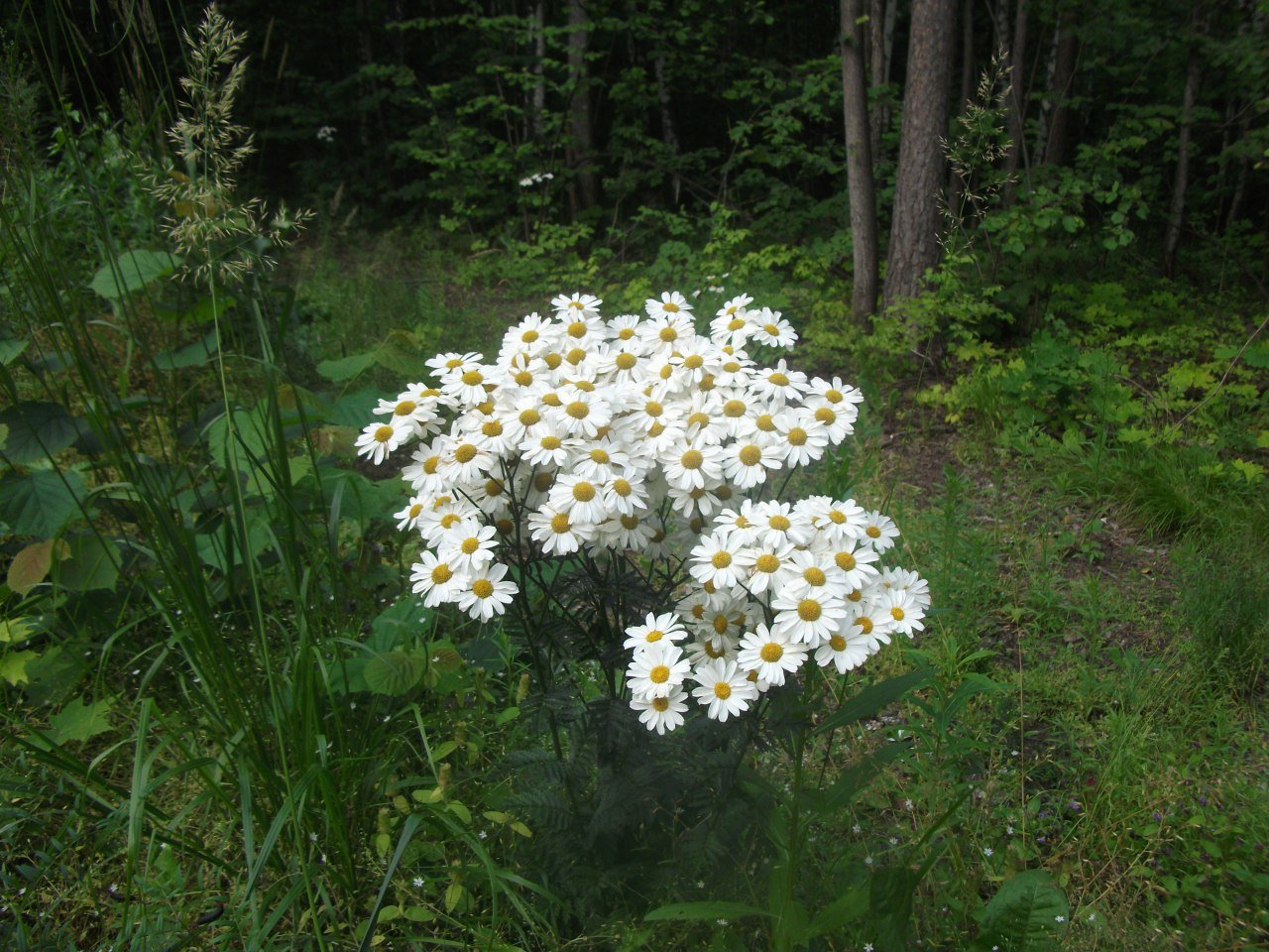 Животные ромашкового леса